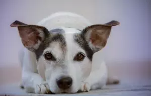 heated-dog-house-640x480-67048236.jpeg