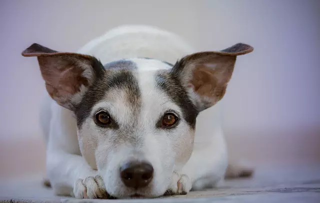 heated-dog-house-640x480-67048236.jpeg