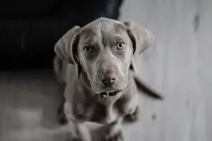 heated-dog-house-640x480-71937081.jpeg