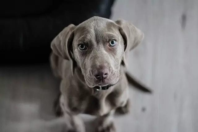 heated-dog-house-640x480-71937081.jpeg
