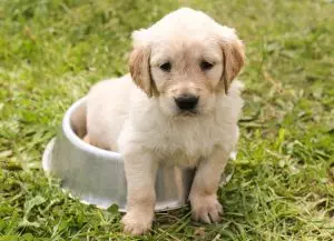 heated-dog-house-640x480-9298380.jpeg