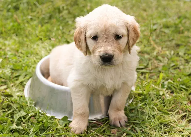heated-dog-house-640x480-9298380.jpeg