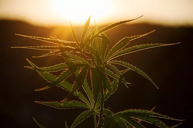 hemp-terpenes-for-sale-640x480-17862587.jpeg