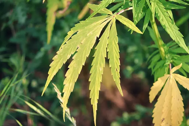 Hemp Terpenes for Sale