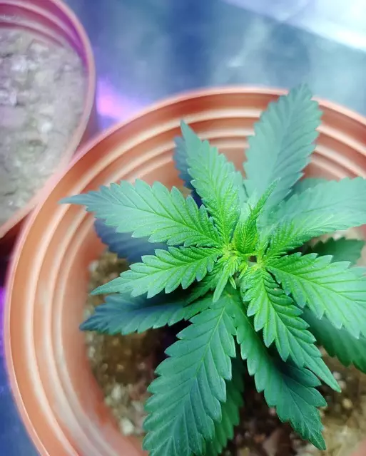 Hemp Terpenes for Sale