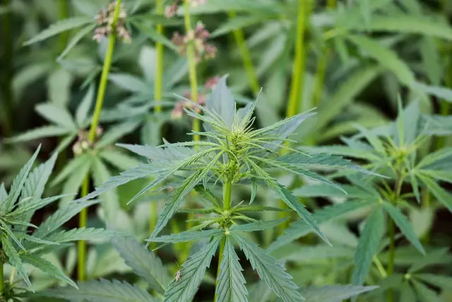 Hemp Terpenes for Sale