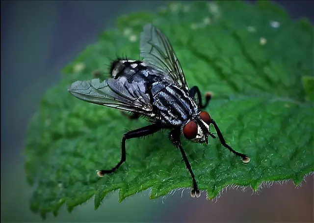 insect control services