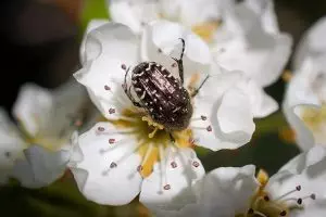 insect-control-services-640x480-18603827.jpeg