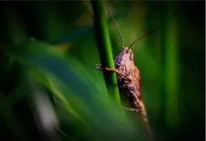 Comprehensive Guide to Insect Prevention and Professional Control Services