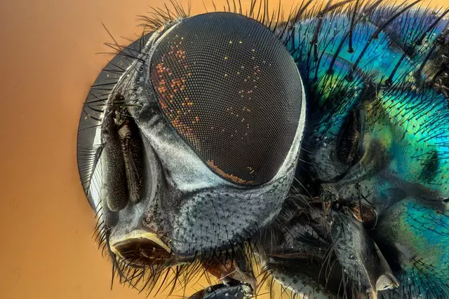 insect control services