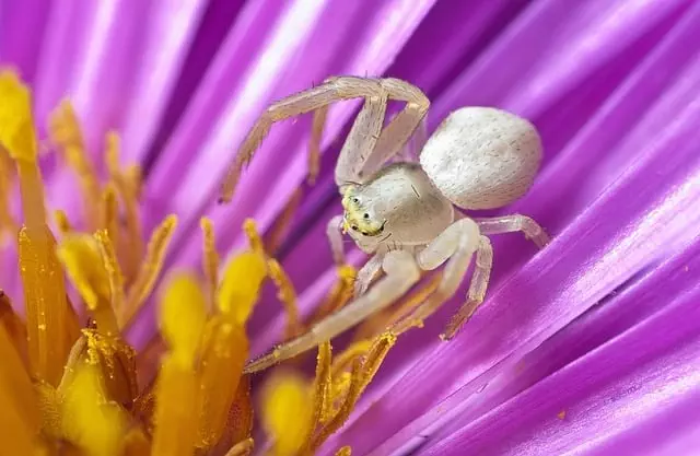insect control services