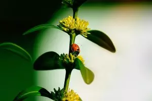 insect-control-services-640x480-85698901.jpeg