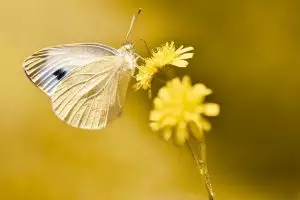 insect-control-services-640x480-88306595.jpeg