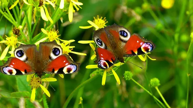 insect control services