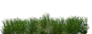 lawn-care-640x480-41957317.png