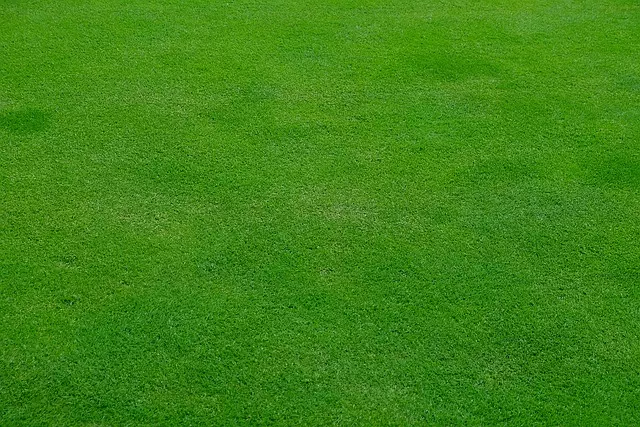 Lawn Care