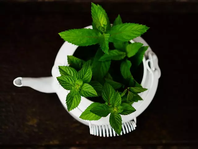 mint-flavored-cbd-tincture-640x480-14309761.jpeg