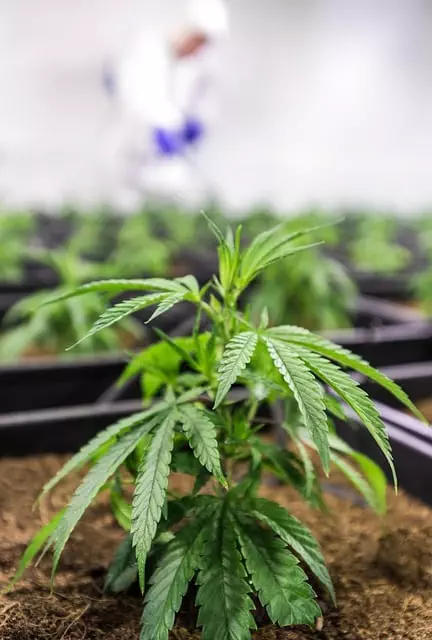 Mint Flavored CBD Tincture