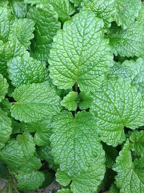 mint-flavored-cbd-tincture-640x480-83855667.jpeg