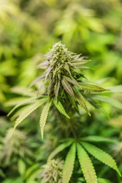 mint-flavored-cbd-tincture-640x480-9392178.jpeg