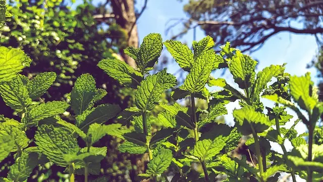 mint-flavored-cbd-tincture-640x480-94434225.jpeg