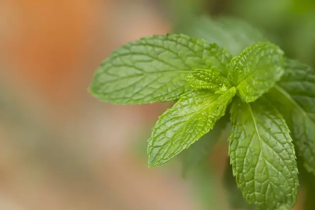 Mint Flavored CBD Tincture