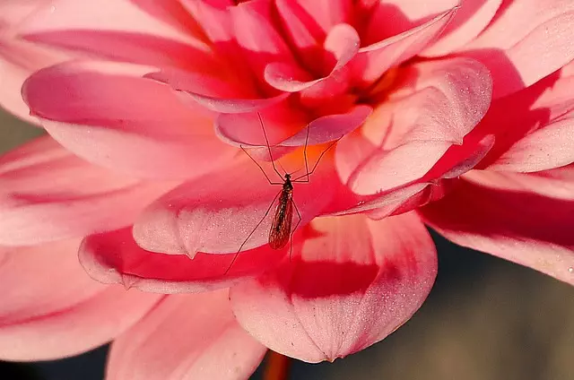 Mosquito Control
