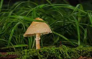 mushroom-gummies-for-focus-640x480-19330698.jpeg