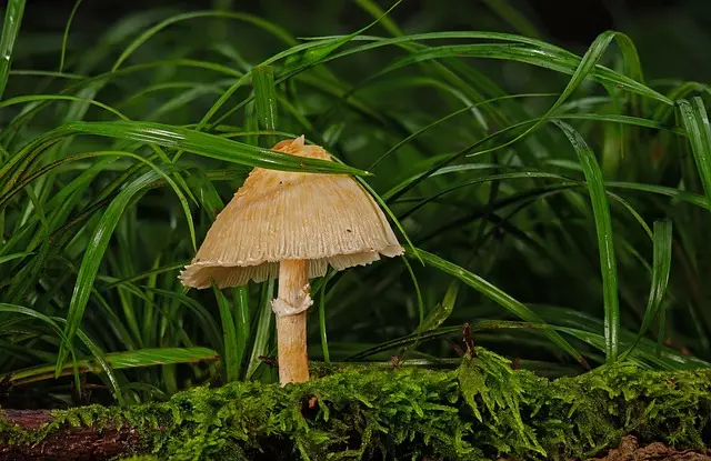 mushroom-gummies-for-focus-640x480-19330698.jpeg