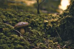 mushroom-gummies-for-focus-640x480-25191923.jpeg