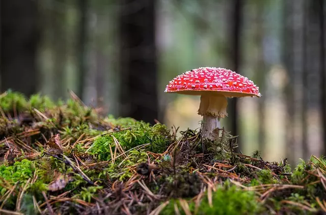 Mushroom Gummies for Focus