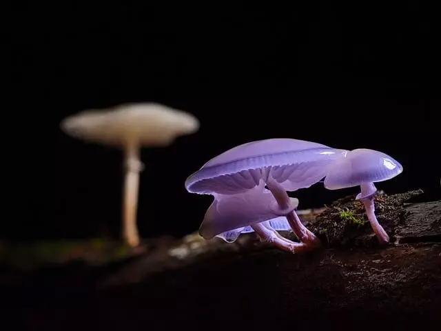 Mushroom Gummies for Focus