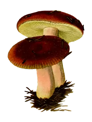 mushroom-gummies-for-focus-640x480-3716101.png