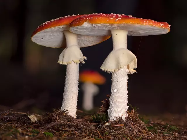 Mushroom Gummies for Focus