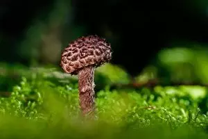 mushroom-gummies-for-focus-640x480-65185990.jpeg
