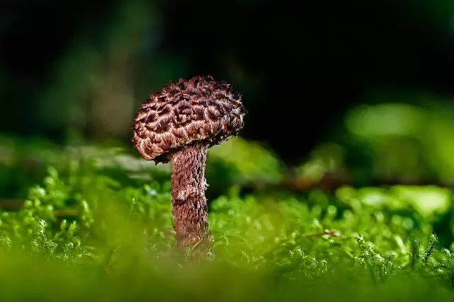 mushroom-gummies-for-focus-640x480-65185990.jpeg