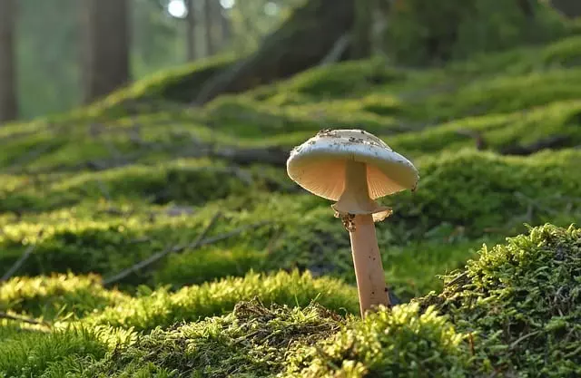 Mushroom Gummies for Focus