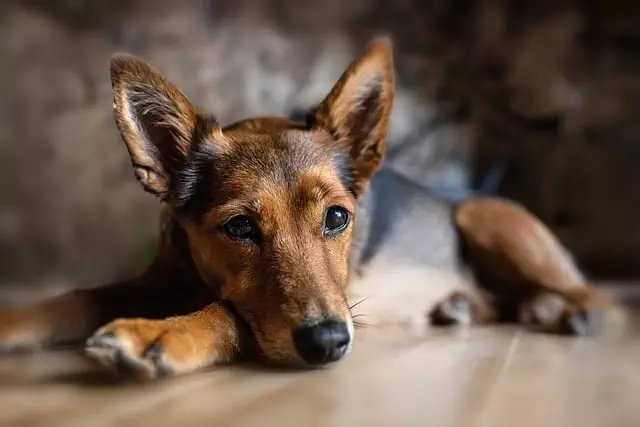 online pet marketplace
