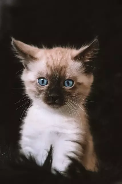 online pet marketplace