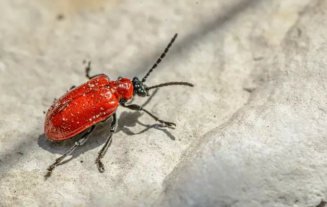 pest-exterminator-640x480-16565378.jpeg