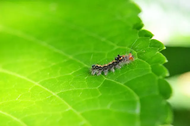 pest exterminator