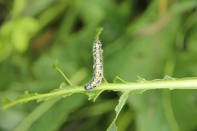 pest-exterminator-640x480-19688605.jpeg