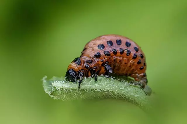 pest exterminator