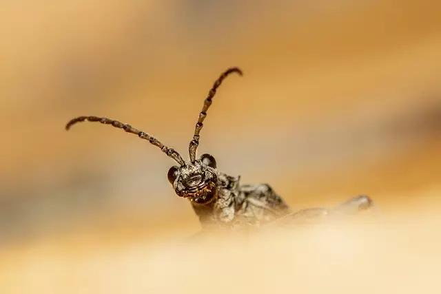 pest-exterminator-640x480-29421340.jpeg