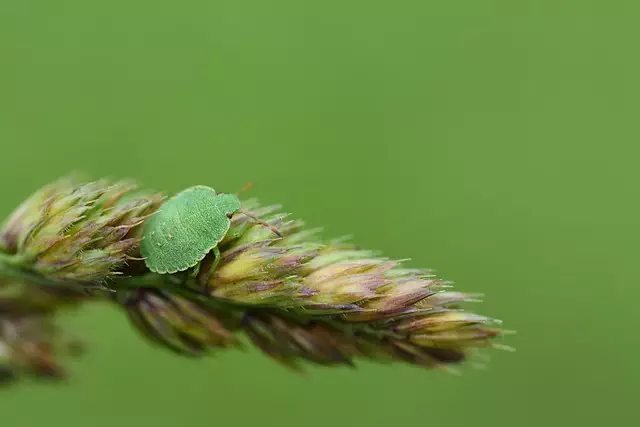 pest-exterminator-640x480-35199643.jpeg