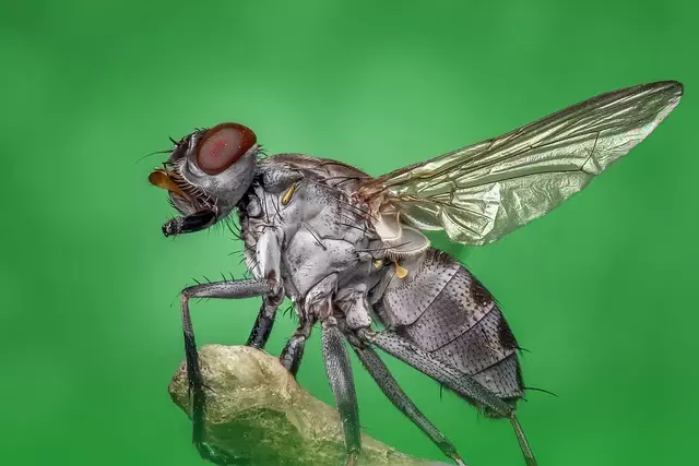 pest-exterminator-640x480-39642203.jpeg
