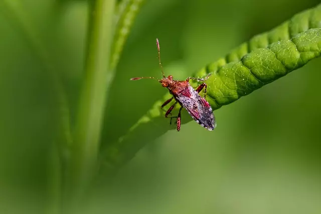 pest exterminator