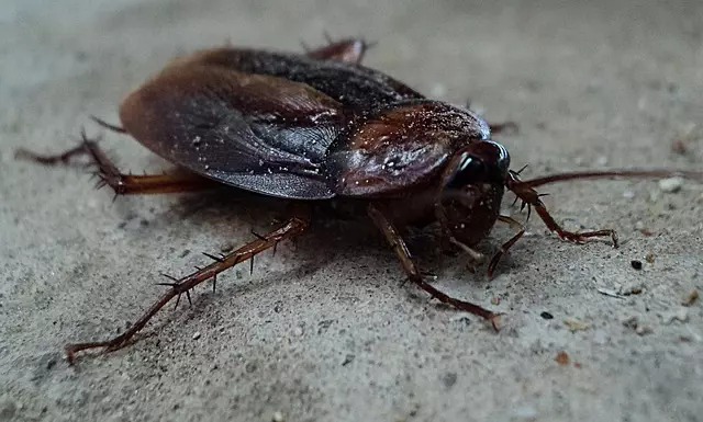 pest exterminator