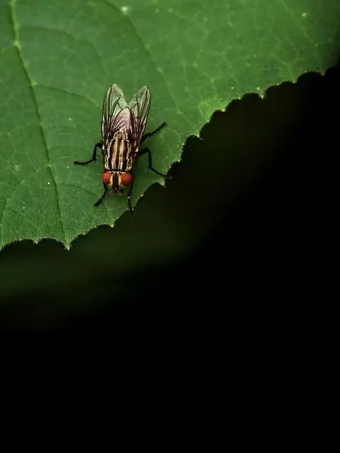 pest exterminator