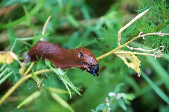 pest exterminator